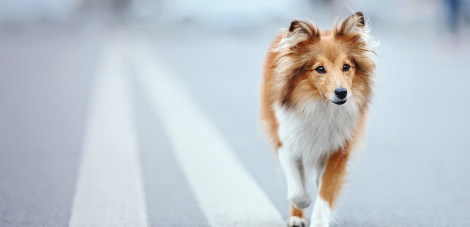 Veterinary Wellness Clinic of Columbia Hero Image Veterinary Wellness Clinic of Columbia Hero Image