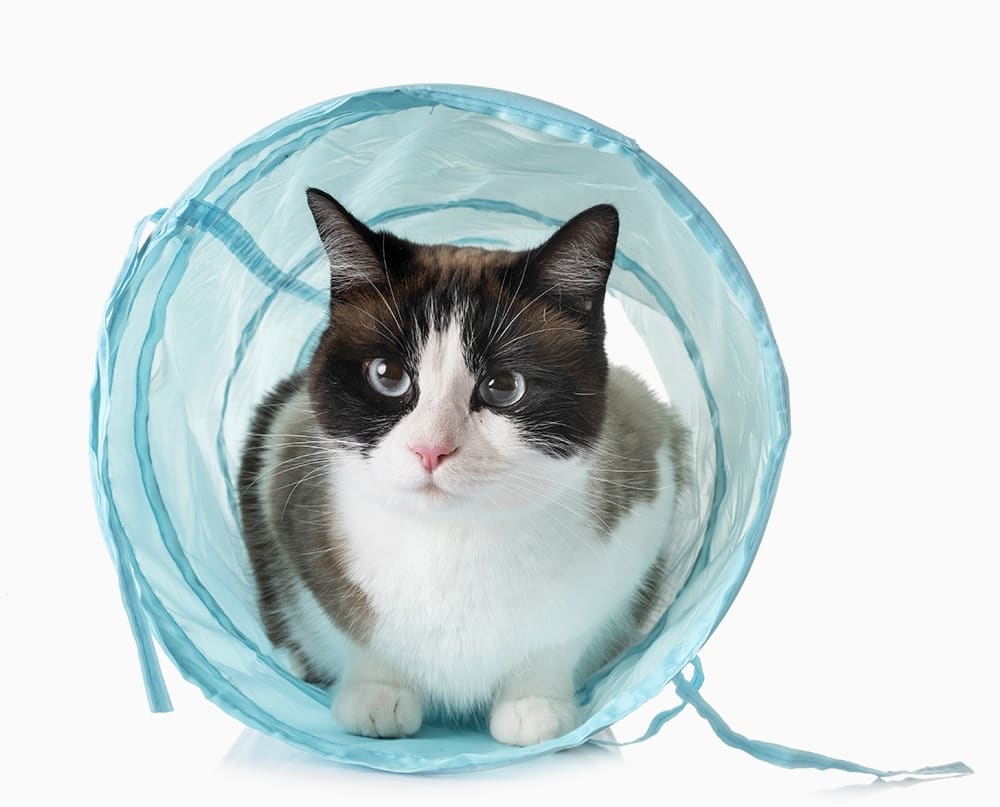 Coral Breeze Animal Hospital Hero Image Coral Breeze Animal Hospital Hero Image