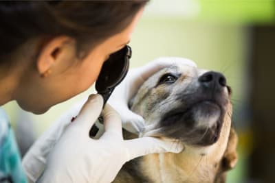 Cataract Surgery for Dogs: What You Should Know Cataract Surgery for Dogs: What You Should Know