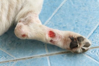 Dog Wound Care & Healing Stages Dog Wound Care & Healing Stages
