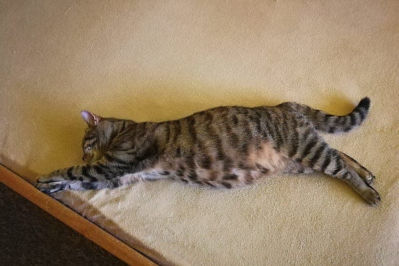 Should I get my indoor cat vaccinated? Should I get my indoor cat vaccinated?