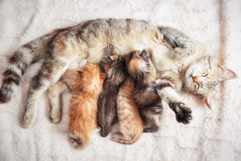 How Long Are Cats Pregnant? How Long Are Cats Pregnant?