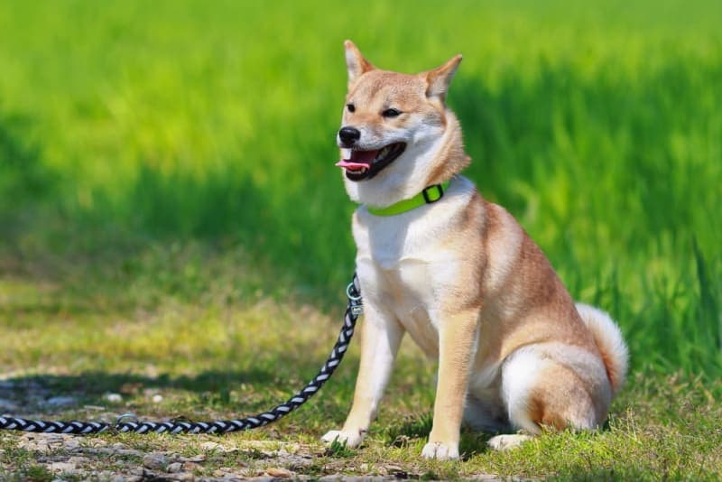 Why is my dog constipated? What should I do? Why is my dog constipated? What should I do?